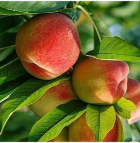 Resim 4 Yaş Aşılı Şeftali Fidanı Cresthaven. Saksıda 