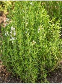Resim Videolu 1 Adet Mis Kokulu Kekik Çiçeği Fidanı 20-30 Cm Tüplü Çiçekli Bodur Bitkiler Thyme 