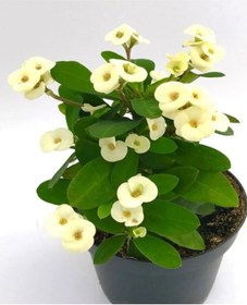 Resim Sevgililer Gününe Özel Beyaz Renk Milii Dikenler Tacı Çiçeği Kurdele Çiçeği 