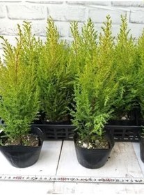 Resim Fomlu Kokulu Limon Servi Fidanı Tüplü 10 Adet 15-20Cm Dış Mekan Ağacı 