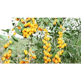 Resim Sarı Goji Berry Fidanı 3 Adet 