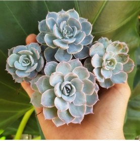 Resim Echeveria Morning Beauty - 5 Adet Sukulent 
