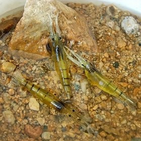 Resim 10 adet SPEXIUM Gerçekçi Karides Yemleri Kancalı - 4cm Yumuşak Balıkçılık Yemleri, Kokulu Sarı/Siyah Alabalık & Levrek Yemi, Tatlısu Oltaçıları için Canlı Tasarım, Yüzeyde Balık Tutma Yemleri, Doğal Desenli Yem 