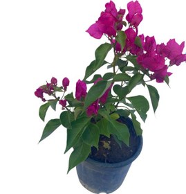 Resim Fuşya Begonvil / Bougainvillea Glabra 60-80cm 