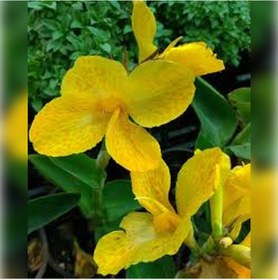 Resim Kana Tesbih Çiçeği Sarı 50 Cm 