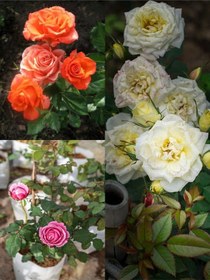 Resim Bitkim Sende Yediveren Gül Seti 50 60cm 3 Adet Saksılı Beyaz Pembe Turuncu Aşılı Gül Roses 