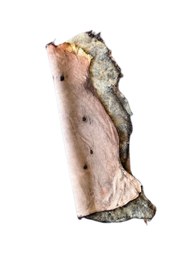 Resim ln leather Gerçek Koyun Postu Kısa Tüylü - Naturel Kısa Tüylü Koyun Postu - Doğal Post Paspas 