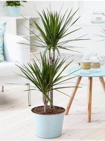 Resim Madagaskar Dragon Ağacı – Dracaena Marginata 2 Gövdeli Yeşil 