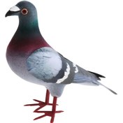 Resim Suntek Simülasyon Köpük Güvercin Modeli Parti 1-adet-stil-a 