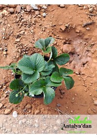 Resim 2 Adet Beyaz Çilek Fidesi 