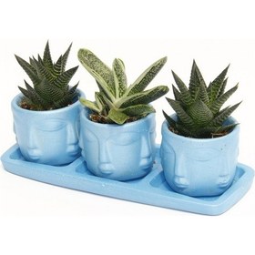 Resim TRİO MAVİ ADLER SUKULENT SETİ - Haworthia Limifolia, Huernia 