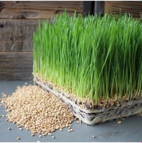 Resim Doğal Kedi Çimi Tohumu Karışımı, 250 Gram, İlaçsız Ve Sağlıklı 
