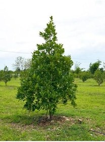 Resim Videolu Mis Kokulu 1 Adet Defne Ağacı Fidanı 60-120Cm SaksılıTüplü (Laurel Tree Sapling) 