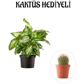 Resim Zarif Yapraklı Difenbahya Bitkisi Sevgililer Gününe Özel Kaktüs 