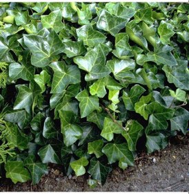 Resim Hedera Sarmaşık 50-100 Cm 3 Adet 