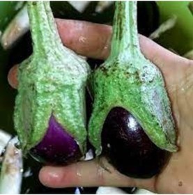 Resim 50 Adet Tohum Organik Yeni Hasat Topak Patlıcan Tohumu Kurutmalık 