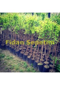 Resim 2 Yaş Aşılı Şekerpare Kayısı Fidanı 