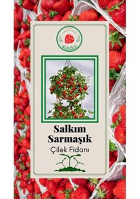 Resim 22 Adet Salkım Sarmaşık Çilek Fidesi Açık Kök ve Taze Söküm (Frigo) 