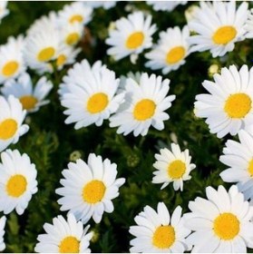 Resim Beyaz Papatya Çiçeği 5 Adet - Saksıda Çok Yıllık 