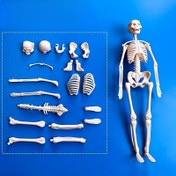 Resim İnsan Anatomisi İçin Temel Model Seti - 30 Parça/1 Takım, Gençler İçin Uygun Anatomi Öğrenme Kiti, 27.94 cm Yüksekliğinde Ayrılabilir İskelet + Tam Gövde Modeli, Anneler Günü Hediyesi 