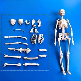 Resim İnsan Anatomisi İçin Temel Model Seti - 30 Parça/1 Takım, Gençler İçin Uygun Anatomi Öğrenme Kiti, 27.94 cm Yüksekliğinde Ayrılabilir İskelet + Tam Gövde Modeli, Anneler Günü Hediyesi 