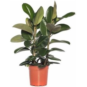 Resim Kauçuk Çiçeği - Ficus Elastica 70-80 Cm 