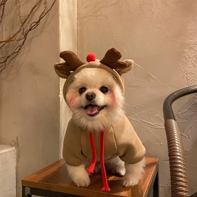 Resim Kış Noel Geyikli Köpek Sweatshirt - Tüm Mevsim Küçük Pet Hoodie Küçük, Mini ve Orta Irk İçin - Dokuma Polyester Sıcaklık Kış, Sonbahar, Bahar - Festif Bayram Kiyafeti 