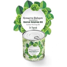 Resim Leyloş Buffer® Konserve Bahçem Evde Konservede İri Yapraklı Kıvırcık Yetiştirme Kiti 