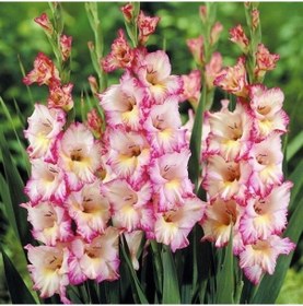 Resim Gladiolus S.priscilla Glayör Çiçeği Soğanı 2 Adet 