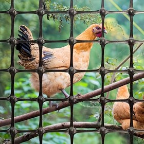 Resim 1 Rulo Dayanıklı Plastik Tavuk Ağı Çit, Kalın ve Sağlam Arka Bahçe Tavuk Kümesi, Bahçe, Havuz ve Balık Tankı İçin 