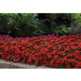 Resim Cam Güzeli Çiçeği -impatiens Walleriana - Kırmızı 10 Adet 