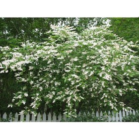 Resim Ligustrum Sinense 5 Adet 100-120 Cm Çiçek Açan Çit Bitkisi 