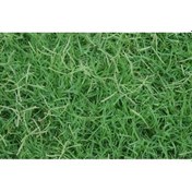 Resim Çim Tohumu Bermuda GRass 10 KG 