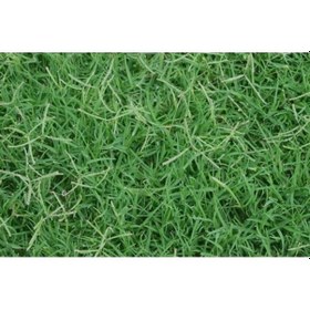 Resim Çim Tohumu Bermuda GRass 10 KG 