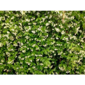 Resim Arap Yasemini - Çiçekli Kokulu Sarılıcı Bitki 120-150 Cm 