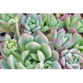 Resim Bitkim Sende Echeveria Profilicea Sukulent Bitki 