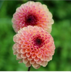 Resim Pompon Red Marble Crimson Aster Çiçeği Tohumu 50 Tohum 