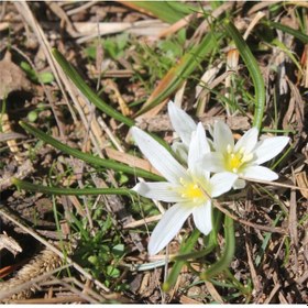 Resim Akyıldız Çiçeği Sogani 10ad Zıpçıktı Çiçeği 