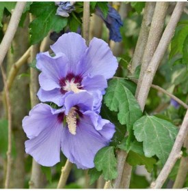 Resim Tüplü Çit Hatmi hibiscus Syriacus Fidanı 