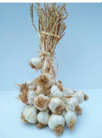 Resim Yörece Kastamonu Taşköprü Sarımsak Küçük Boy 1 KG 