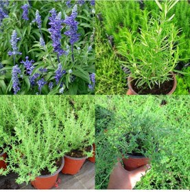 Resim Mutfakta Bitki Seti - Saksıda Kekik - Biberiye - Adaçayı 