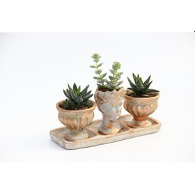 Resim TRİO HELEN ORANGE SUKULENT SETİ - Haworthia Pumila, Crassula 