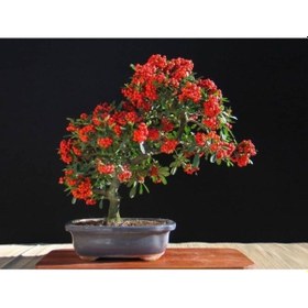 Resim Pyracantha Bonsai Ağacı Tohumu 3 Adet 