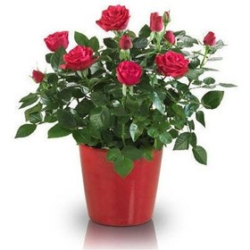 Resim Yediveren Saksılı Kırmızı Gül –20-30cm 