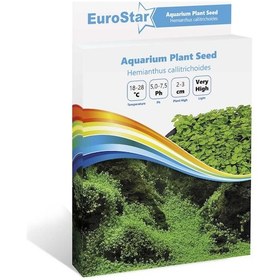 Resim Akvaryum Bitki Tohumu Hemianthus Callitrichoides 