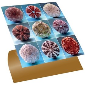 Resim Tink Kendinden Yapışkanlı Deniz Kestaneleri Desenli Pvc Karo 30x30 Cm 