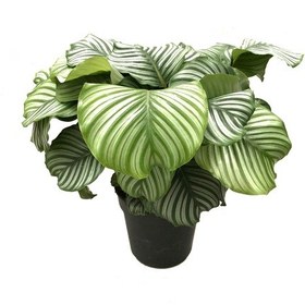 Resim Calathea Orbifolia (Dua Çiçeği) Ø27 CM Y70-80 CM 