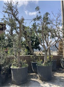 Resim 25-30 Yaş Çok Kalın Gövdeli Gemlik Zeytin Ağacı 