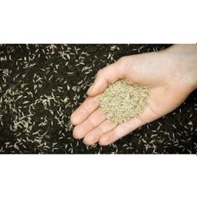 Resim 10 Kg 4 Lı Karışım Çim Tohumu 4 Mevsim Çim Tohumu Basmaya Dayanıklı Çim Tohumu Ithal Çim Tohumu 