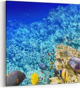 Resim Olla 25x25 Cm 12124k Akvaryum / Balık Görseli Kare Kanvas Tablo 